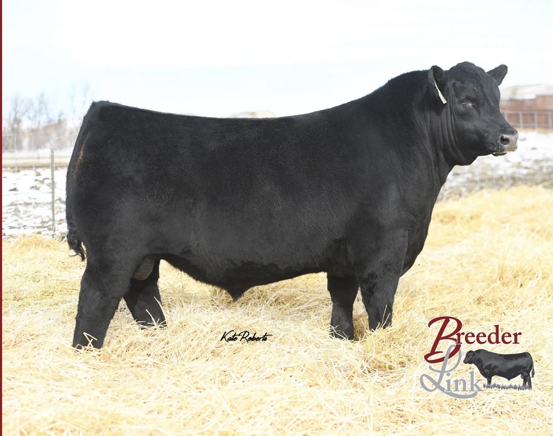 Sires | Lone Tree Red Angus