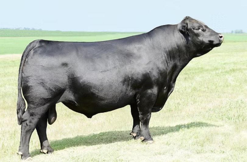 Sires | Lone Tree Red Angus